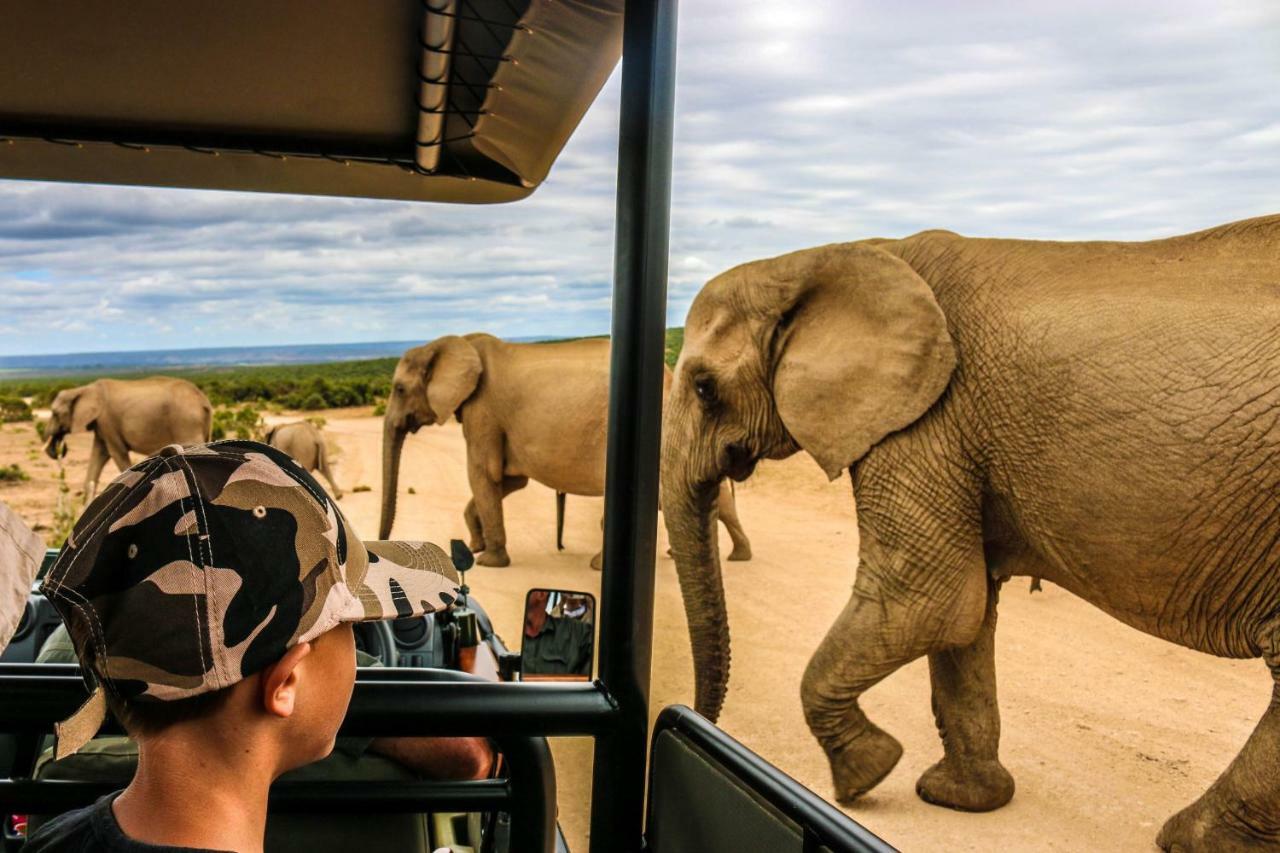 Вилла Addo Wildlife Экстерьер фото